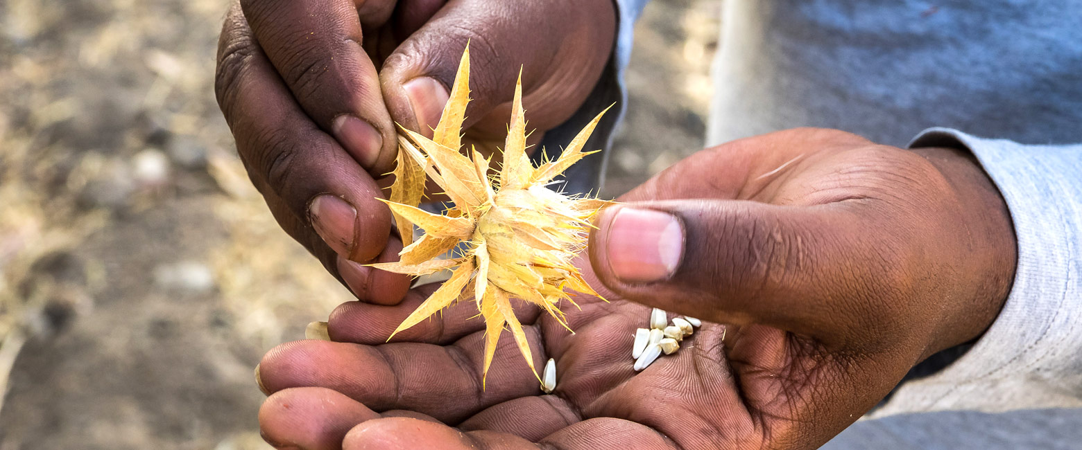 let us know your thoughts about Ethiopia and we will help you create the perfect safari 