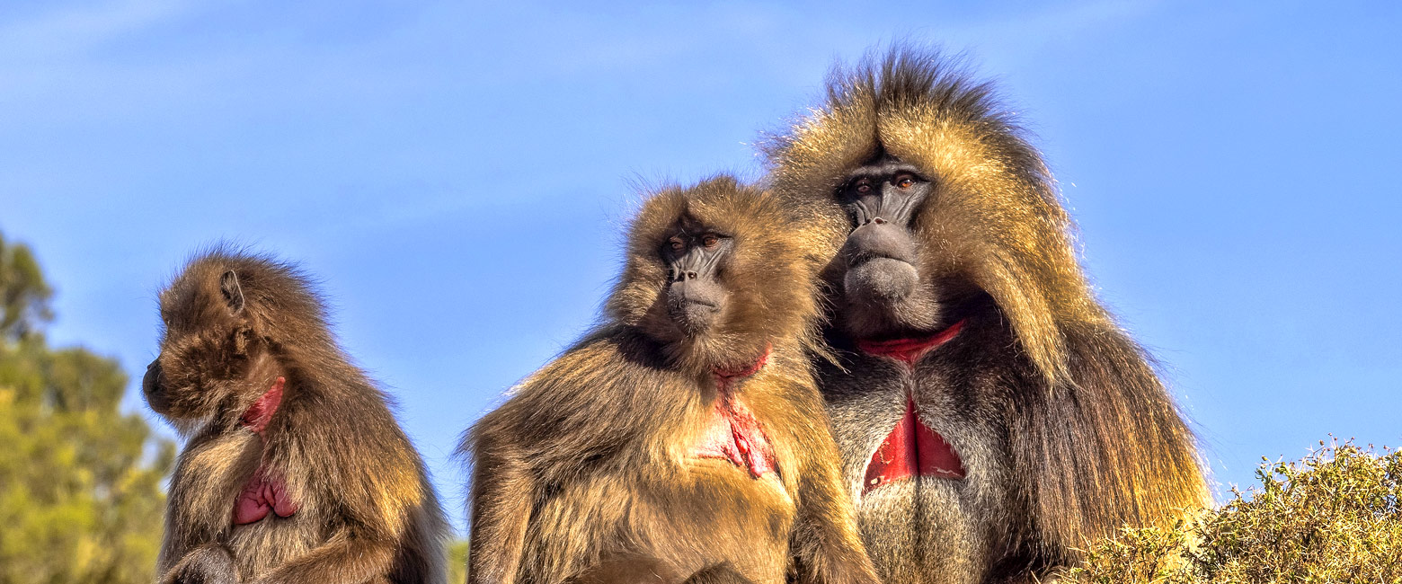let us know your thoughts about Ethiopia and we will help you create the perfect trip 