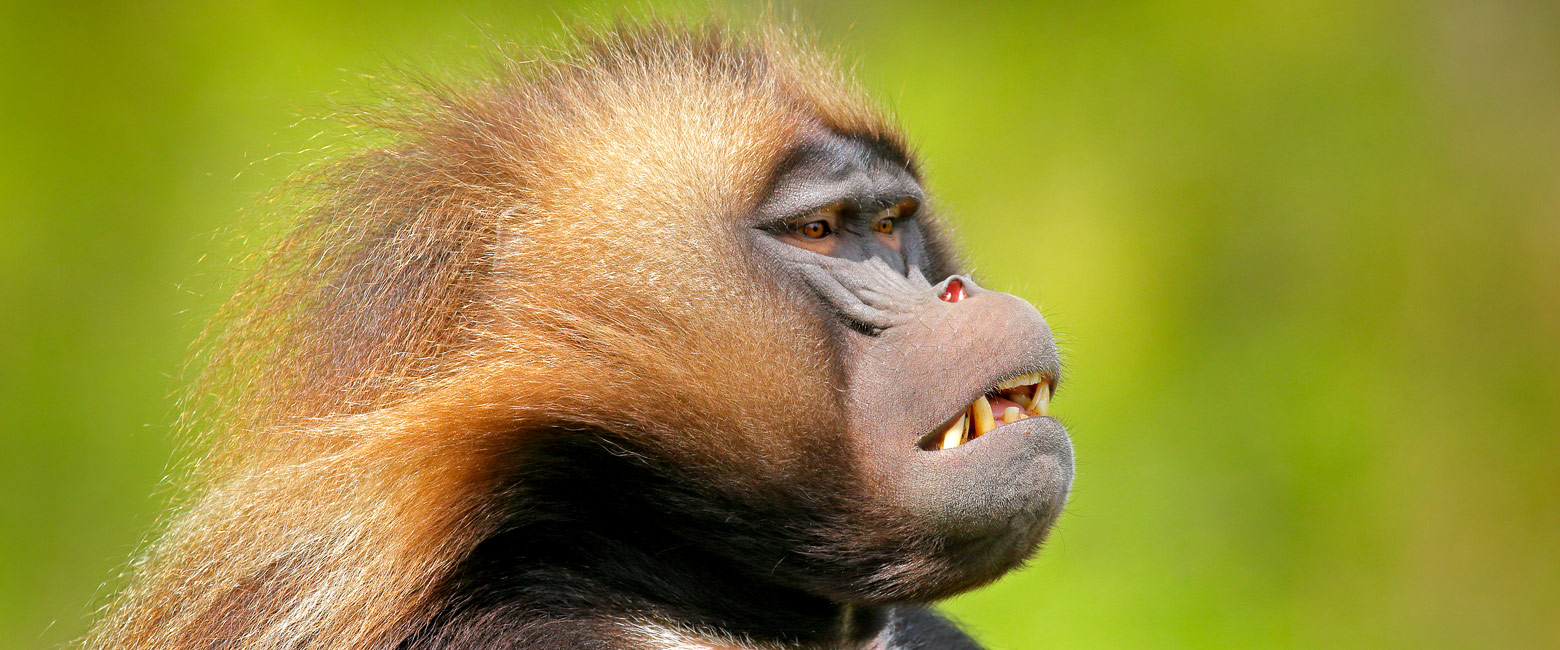 let us know your thoughts about Ethiopia and we will help you create the perfect safari