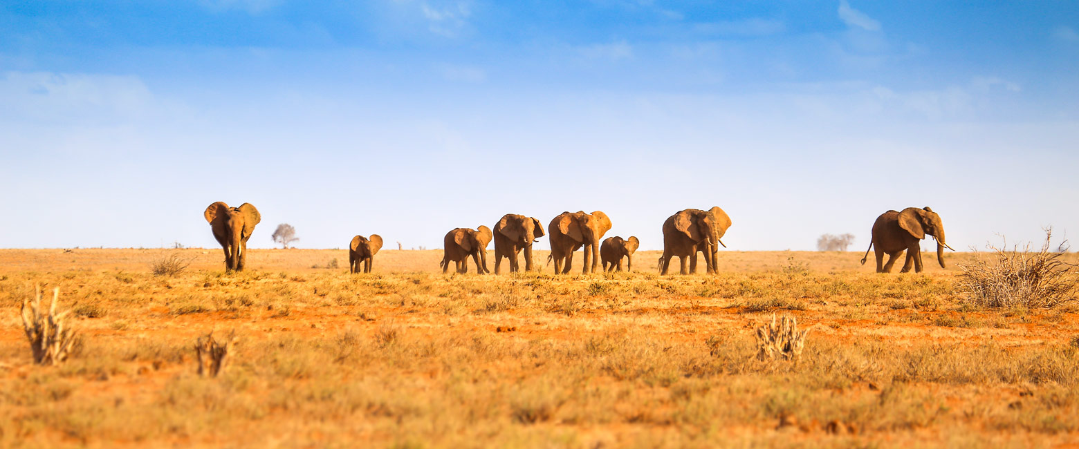 let us know your thoughts about Kenya and we will help you createt the perfect safari