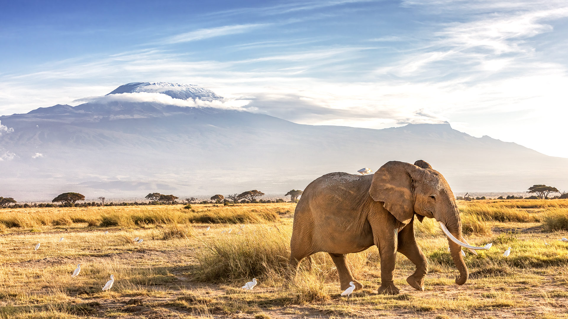 Safari to Amboseli