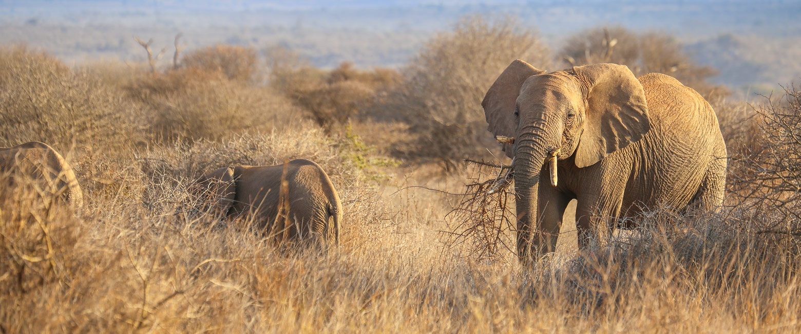 let us know your thoughts about Kenya and we will help you create the perfect safari
