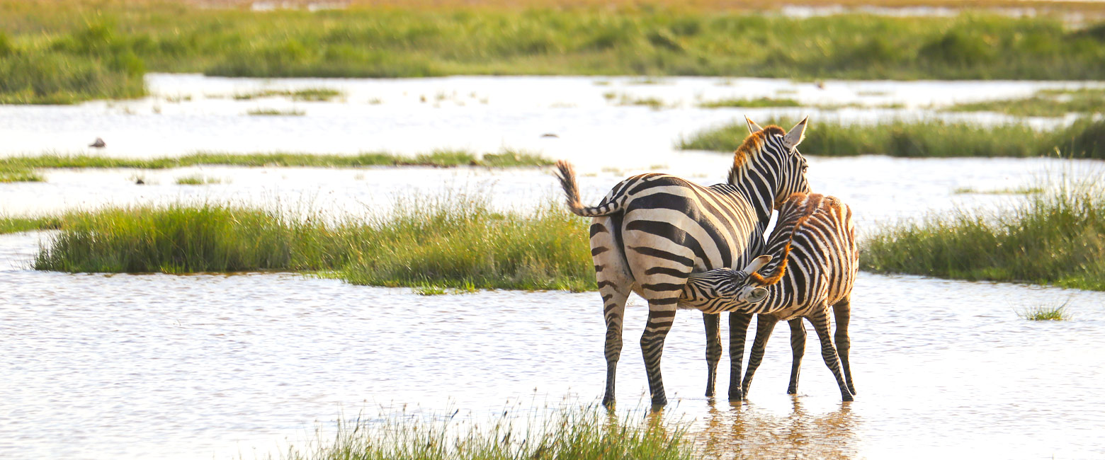 let us know your thoughts about Kenya and we will help you create the perfect safari