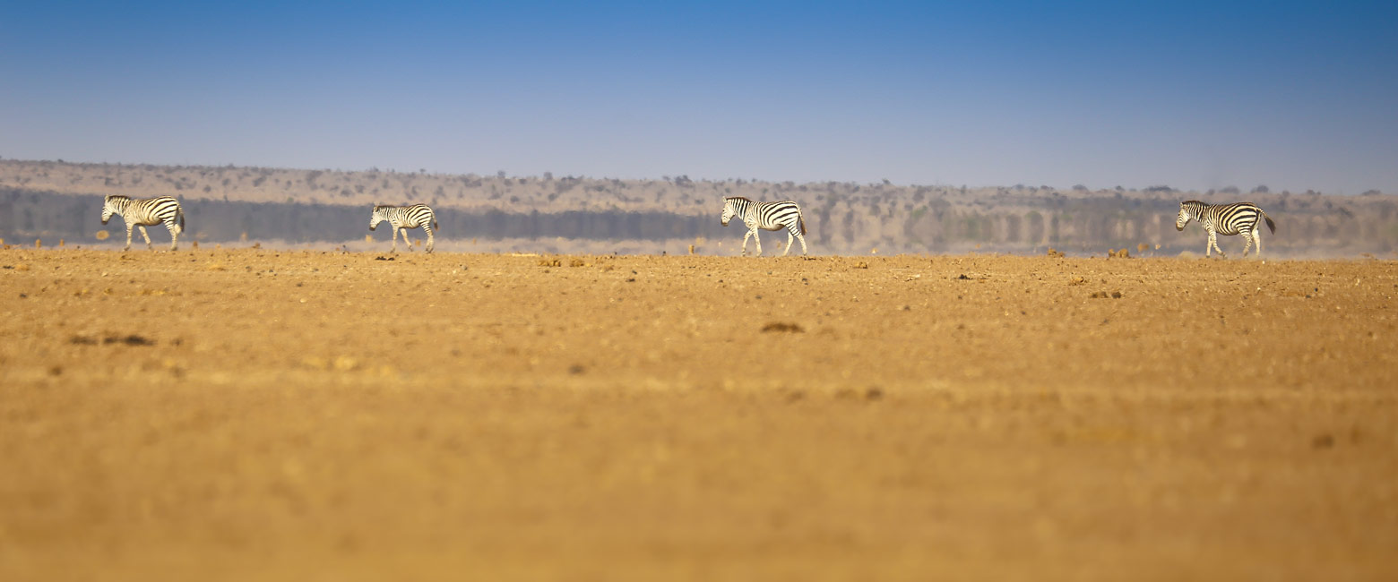 let us know your thoughts about Kenya and we will help you create the perfect safari