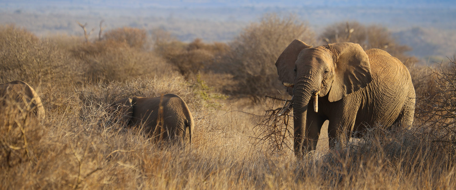 let us know your thoughts about Kenya and we will help you create the perfect safari 