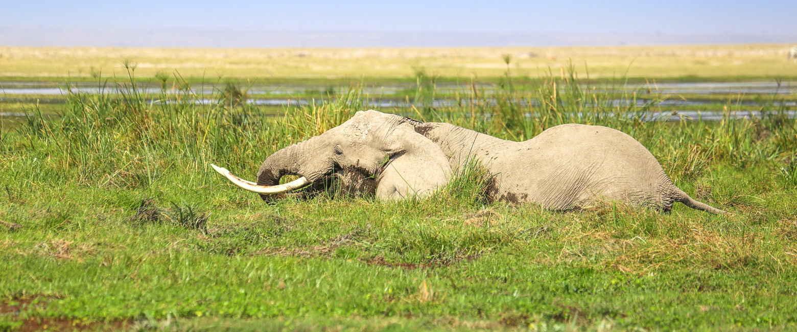 let us know your thoughts about Kenya and we will help you create the perfect safari