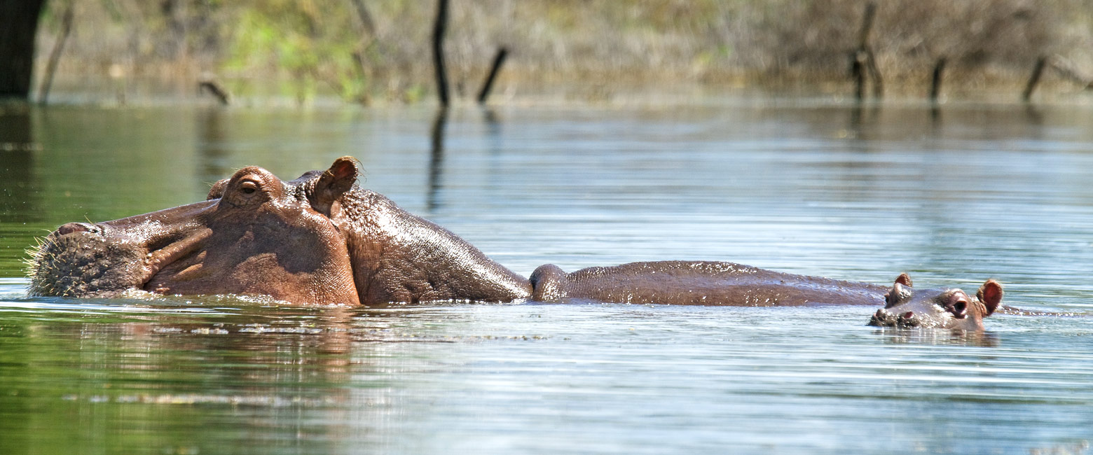 let us know your thoughts about Kenya and we will help you create the perfect safari 