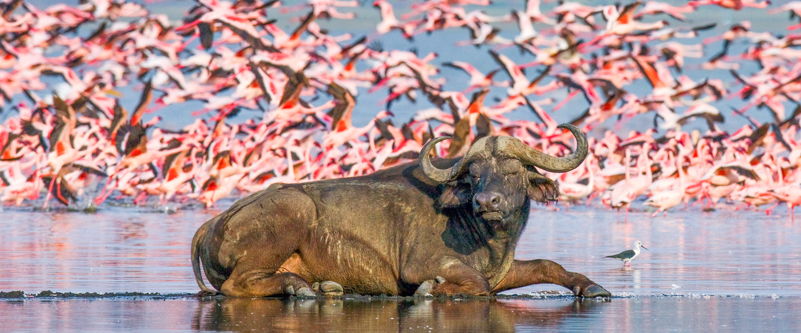 let us know your thoughts about Kenya and we will help you create the perfect safari