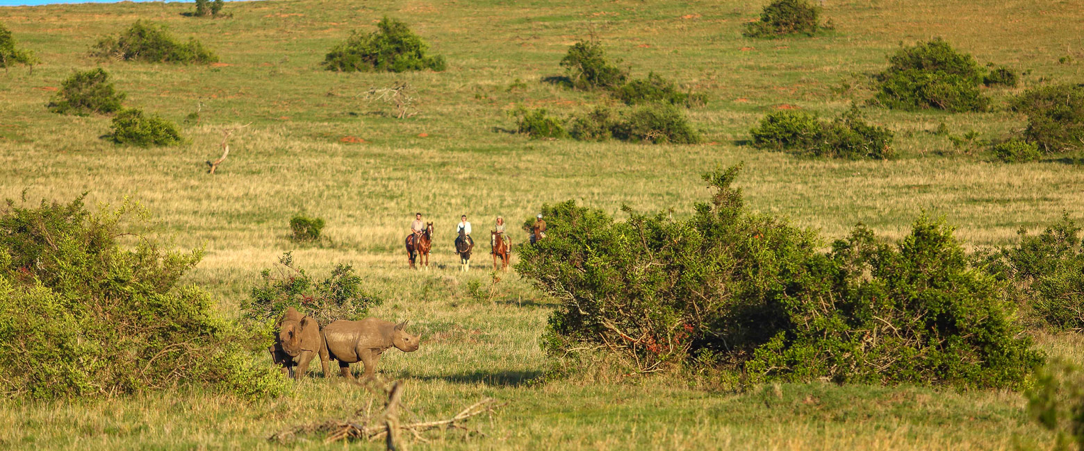 let us know your thoughts about Kenya and we will help you create the perfect safari