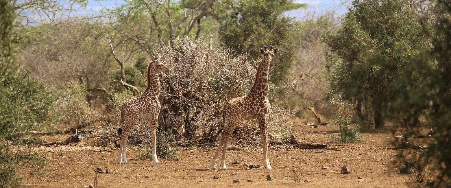 let us know your thoughts about Kenya and we will help you create the perfect safari 