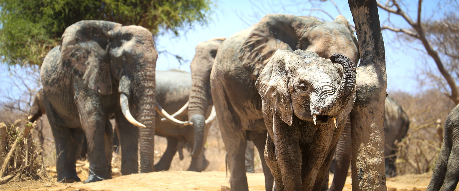 let us know your thoughts about Kenya and we will help you create the perfect safari 