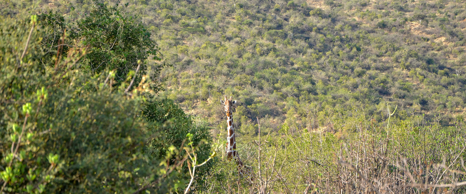 let us know your thoughts about Kenya and we will make sure to deliver the perfect safari 