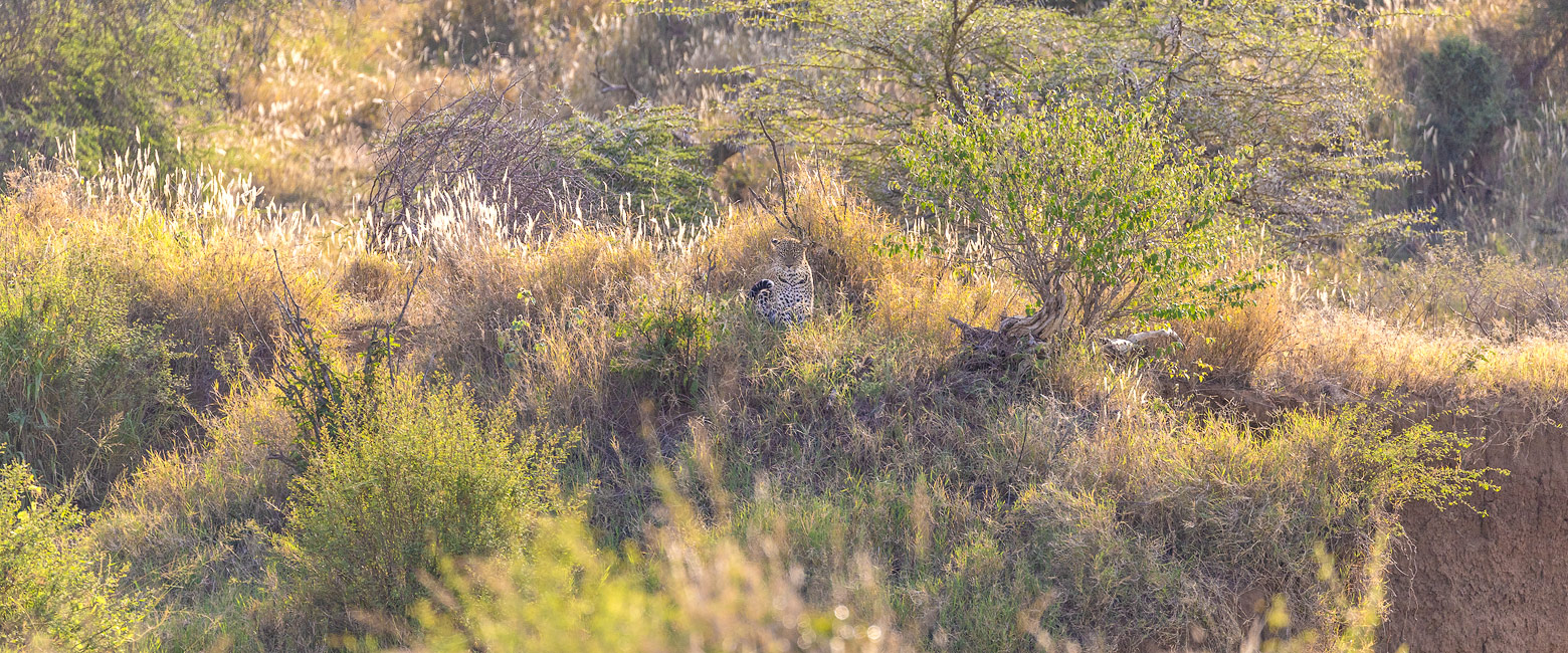 let us know your thoughts about Kenya and we will help you create the perfect safari 