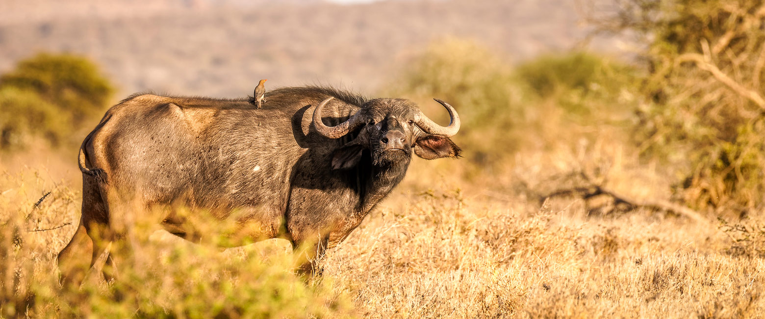 let us know your thoughts about Kenya and we will help you create the perfect safari