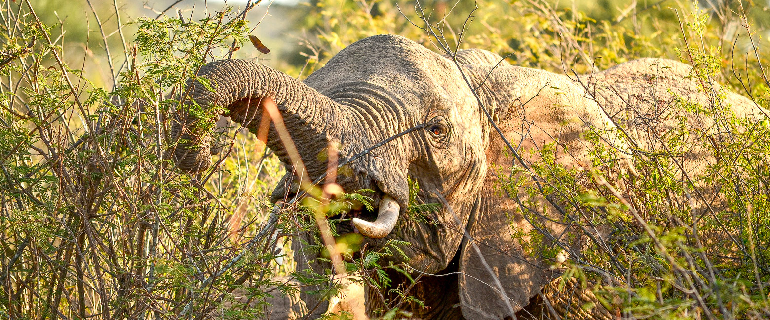 let us know your thoughts about Kenya and we will help you create the perfect safari