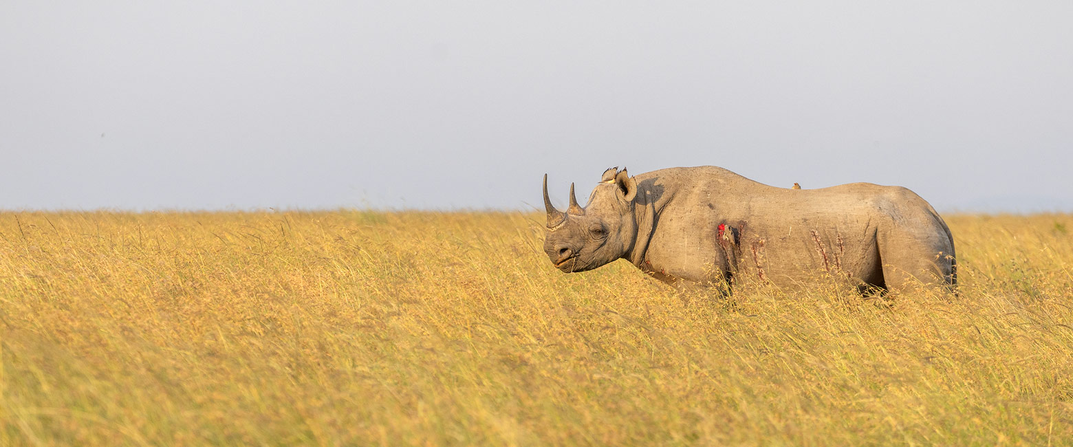 let us know your thoughts about Kenya and we will help you create the perfect safari 
