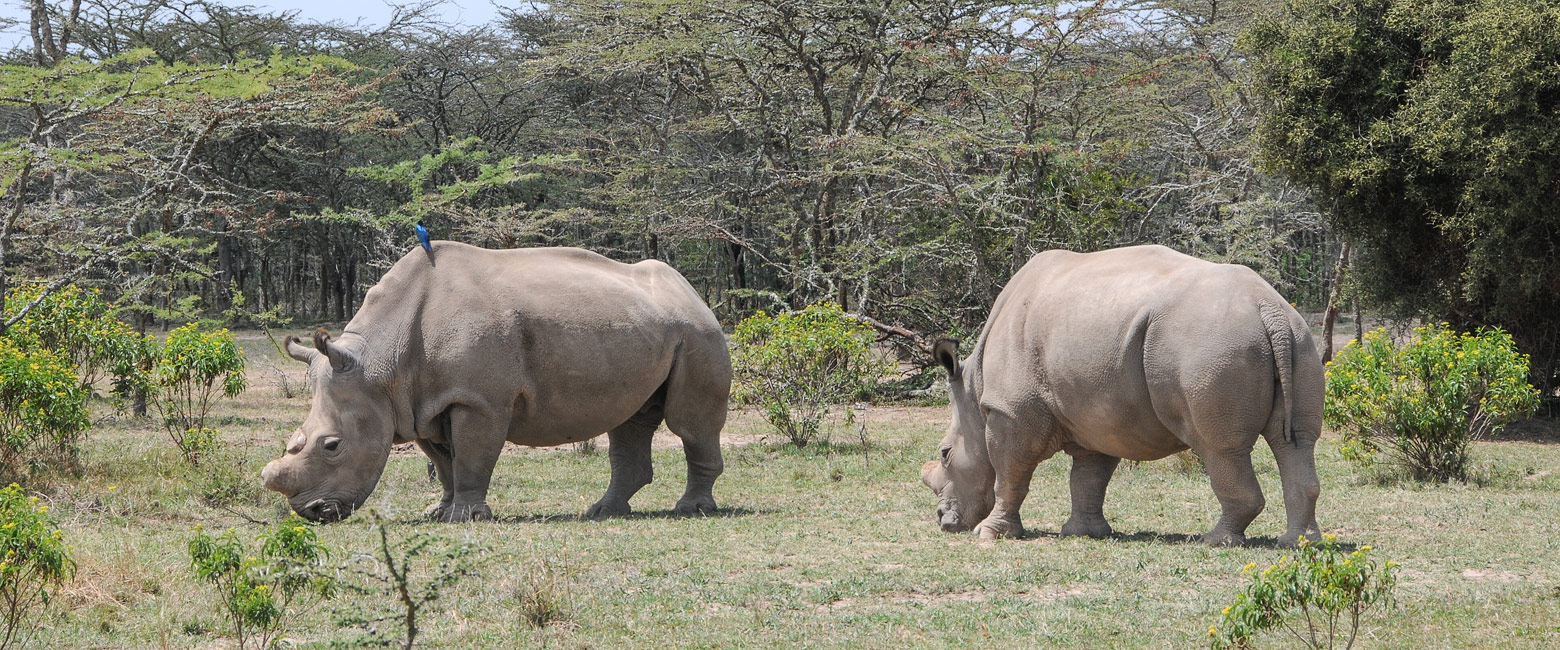 let us know your thoughts about Kenya and we will help you create the perfect safari