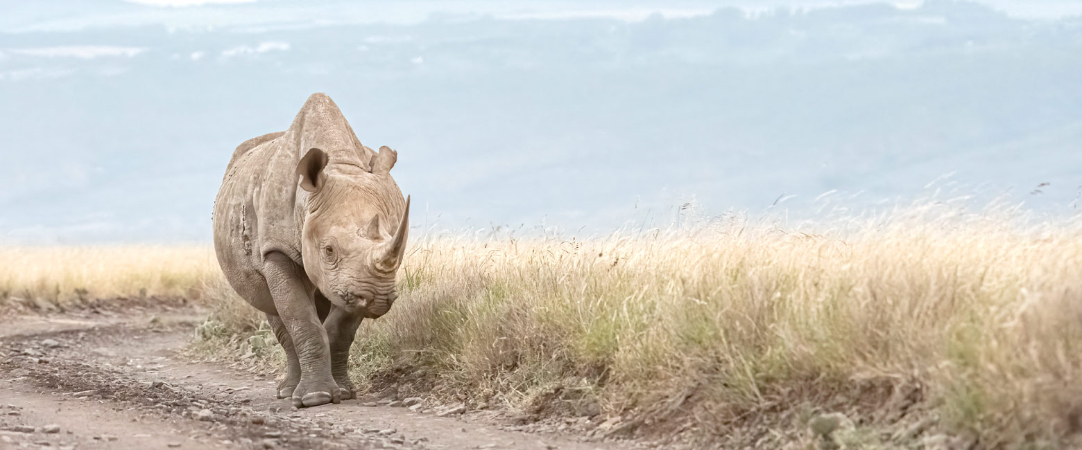 let us know your thoughts about Kenya and we will help you create the perfect safari