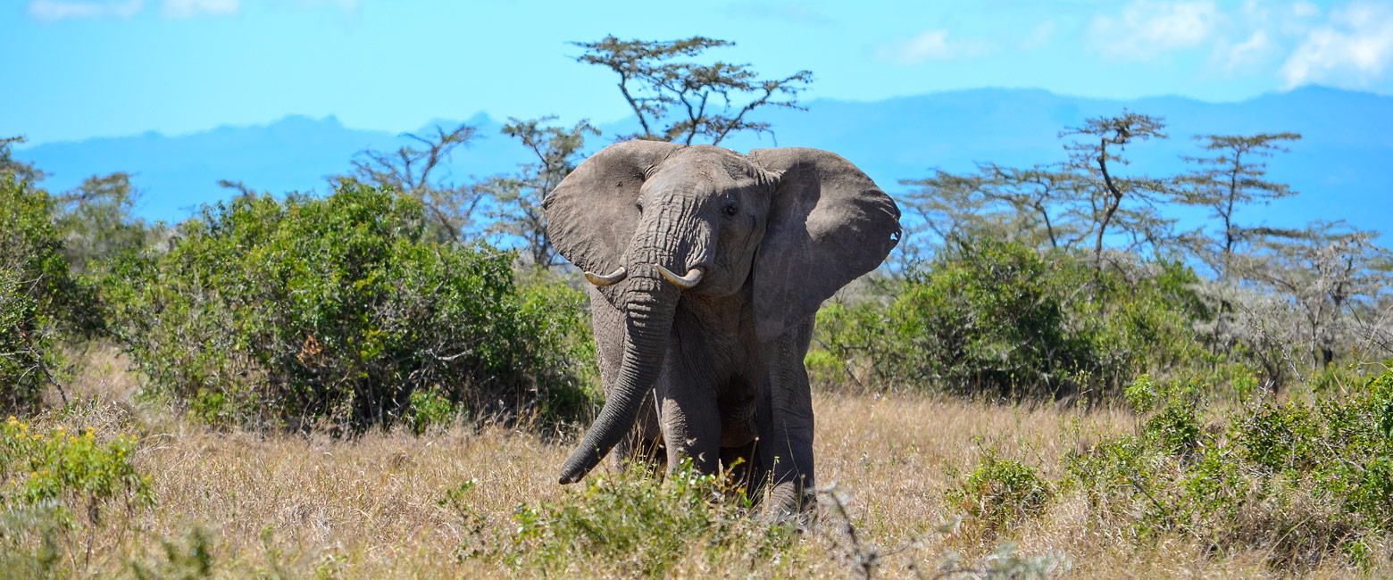 let us know your thoughts about Kenya and we will help you create the perfect safari 