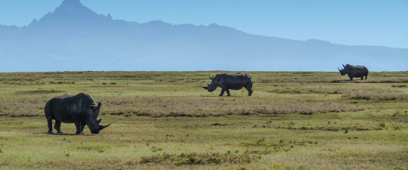let us know your thoughts about Kenya and we will help you create the perfect safari