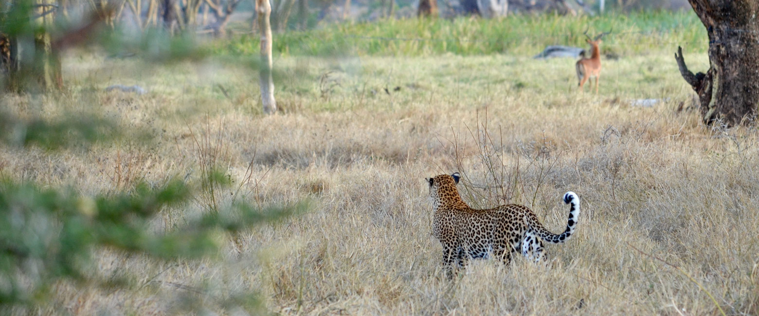let us know your thoughts about Kenya and we will help you create the perfect safari