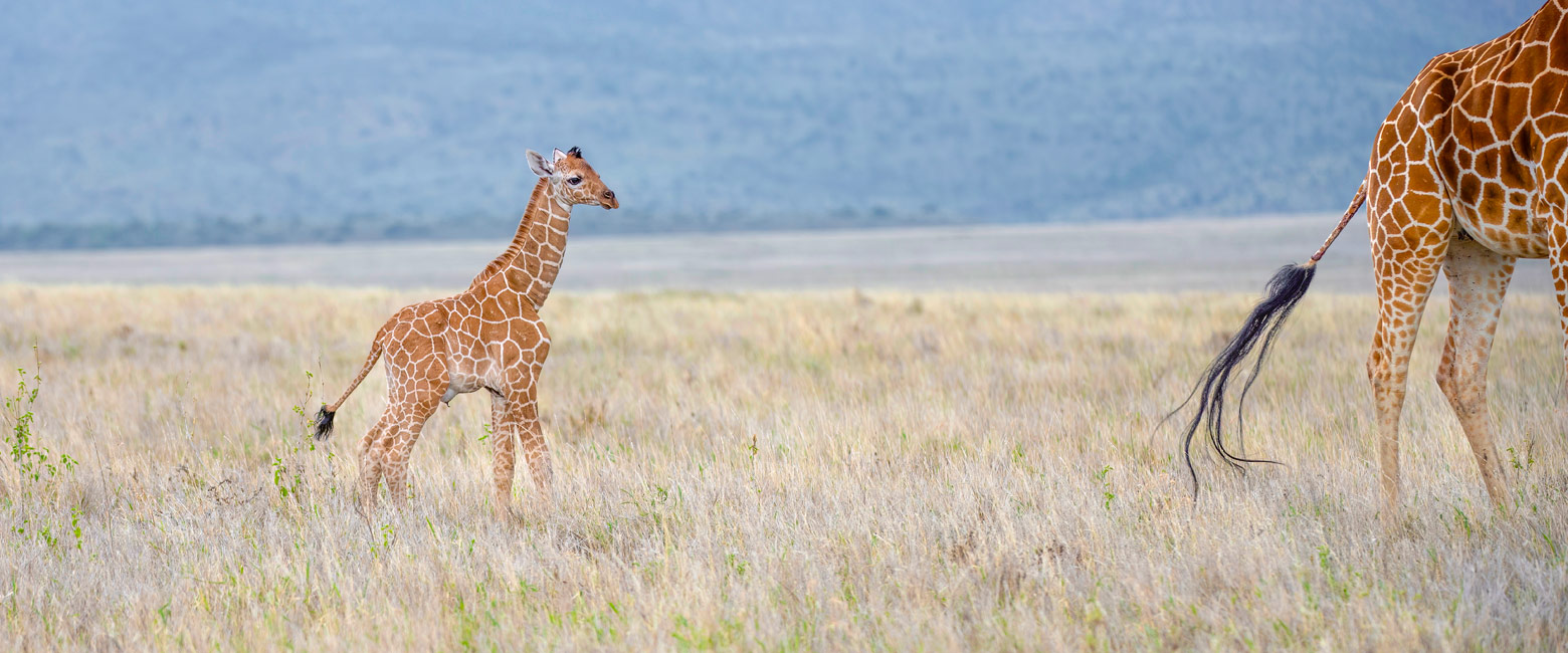 let us know your thoughts about Kenya and we will help you create the perfect safari 