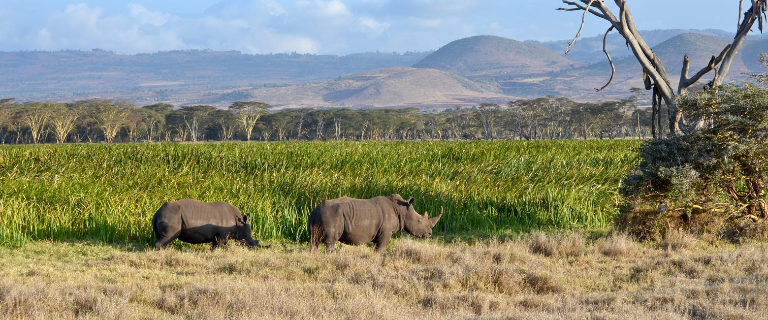 let us know your thoughts about Kenya and we will help you create the perfect safari