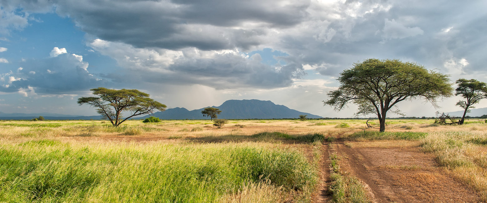 let us know your thoughts about Kenya and we will help you create the perfect safari 