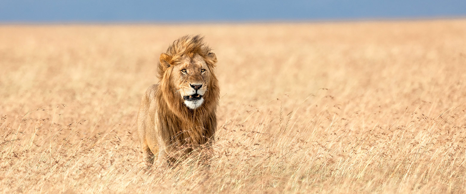 let us know your thoughts about Kenya and we will help you create the perfect safari 