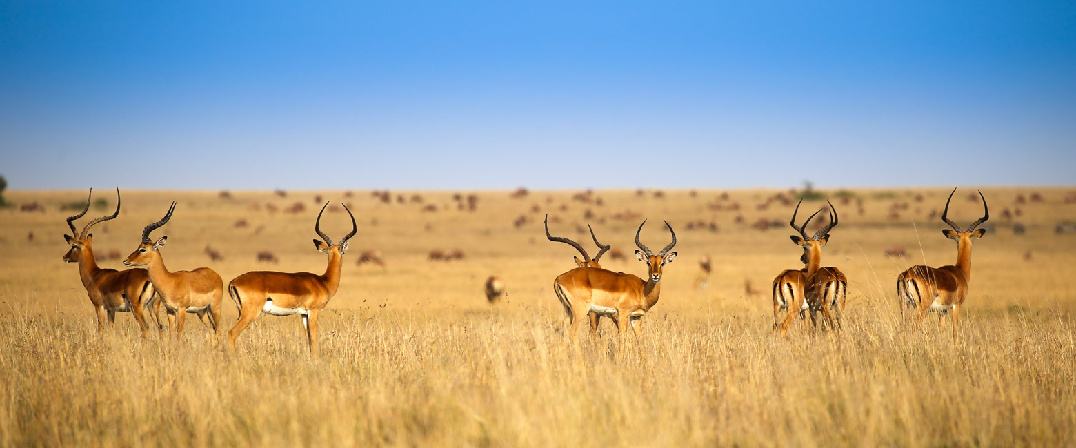 let us know your thoughts about Kenya and we will help you create the perfect safari