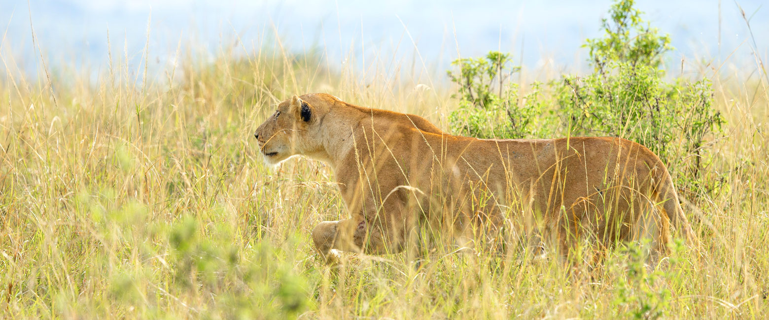 let us know your thoughts about Kenya and we will help you create the perfect safari 