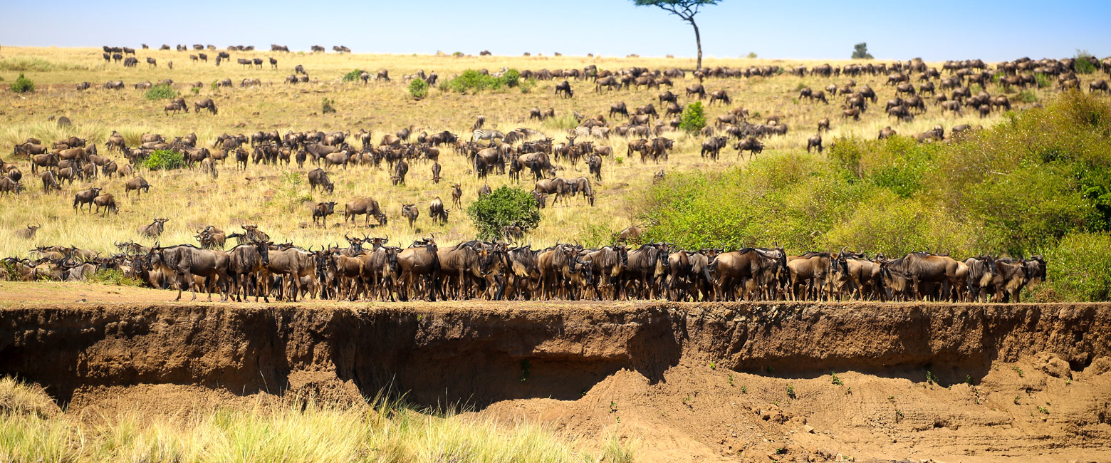 let us know your thoughts about Kenya and we will help you create the perfect safari 