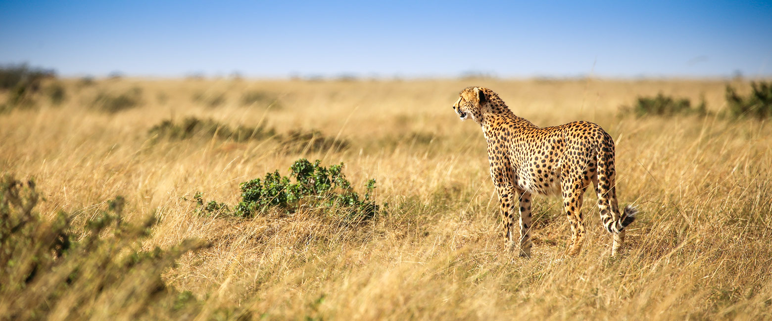 let us know your thoughts about Kenya and we will help you create the perfect safari 