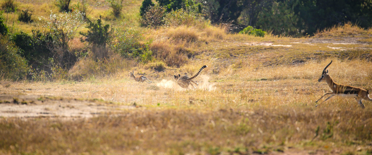let us know your thoughts about Kenya and we will help you create the perfect safari