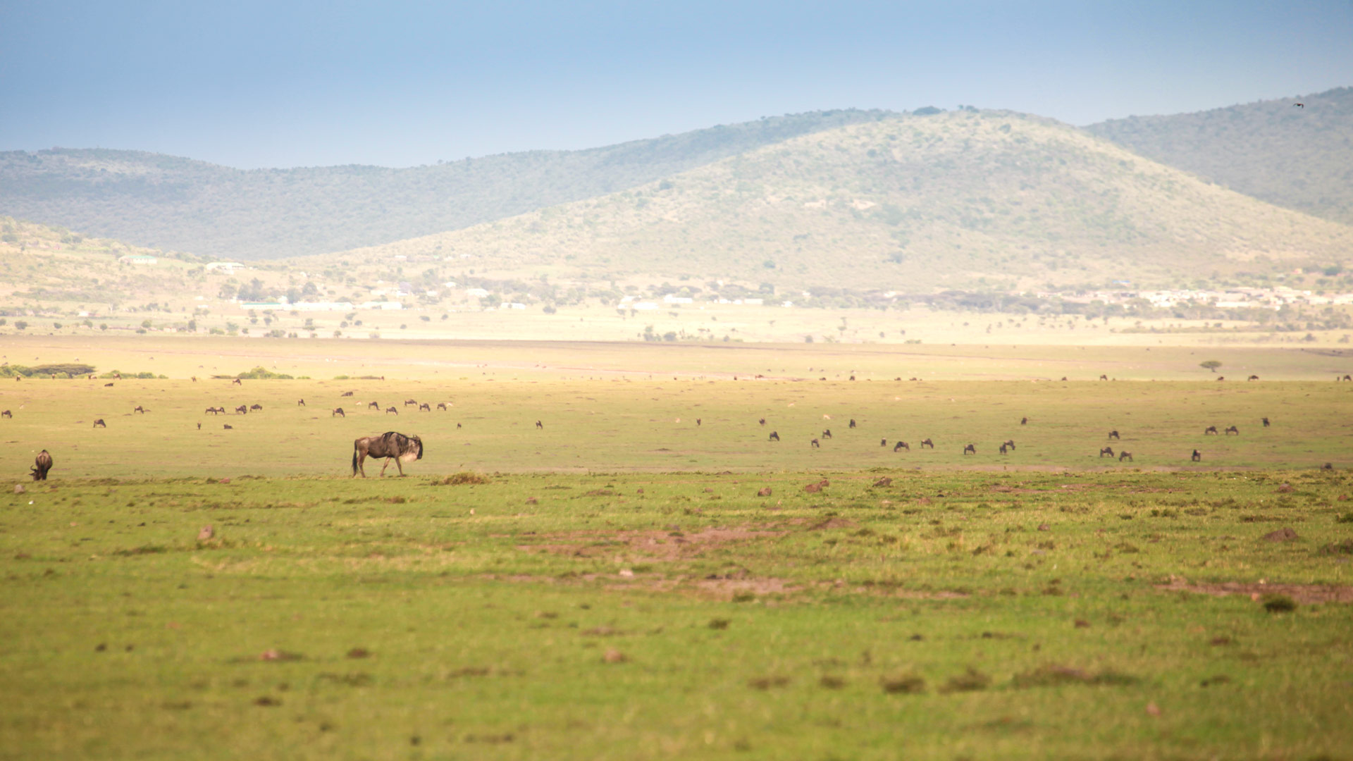 Safari to Mara Lemek