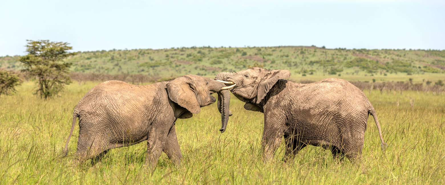 let us know your thoughts about Kenya and we will help you create the perfect safari 