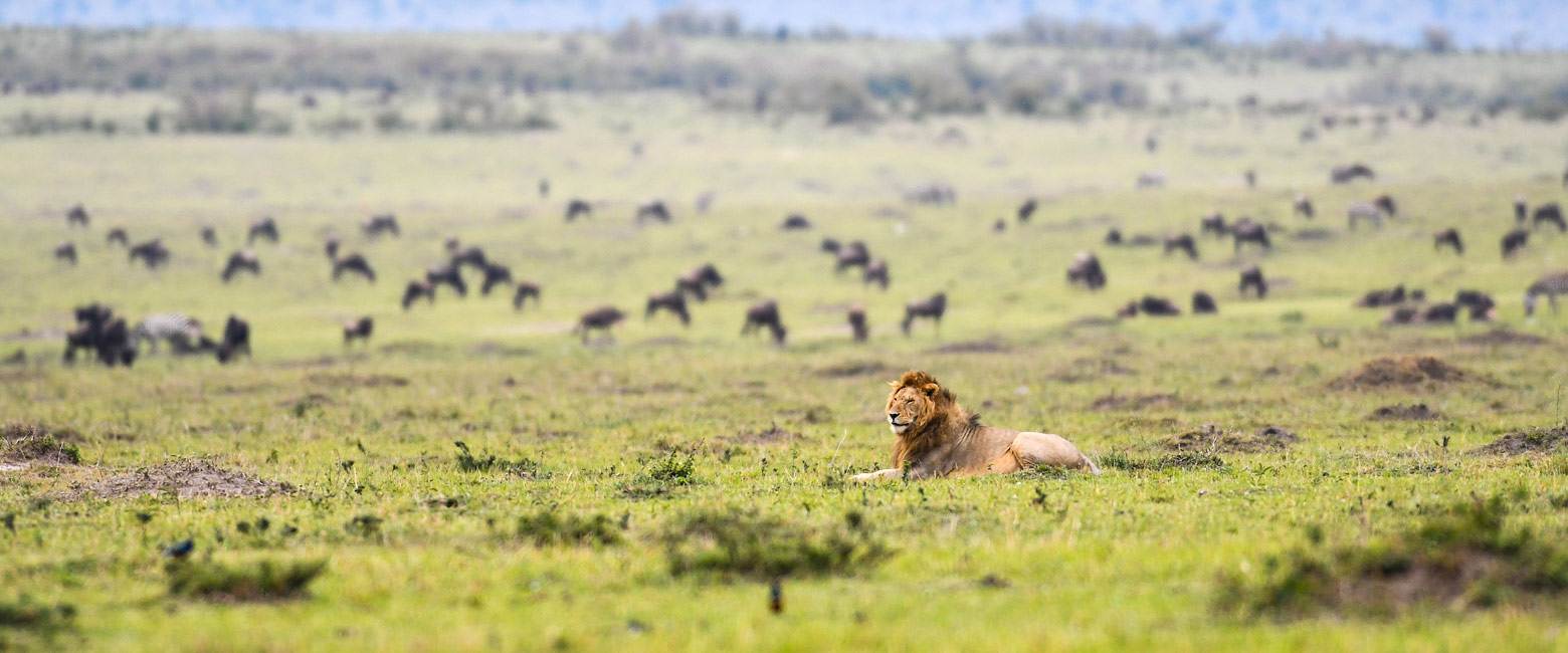 let us know your thoughts about Kenya and we will help you create the perfect safari 