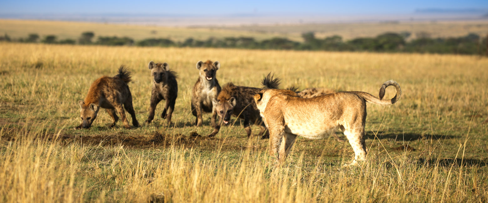 let us know your thoughts about Kenya and we will help you create the perfect safari