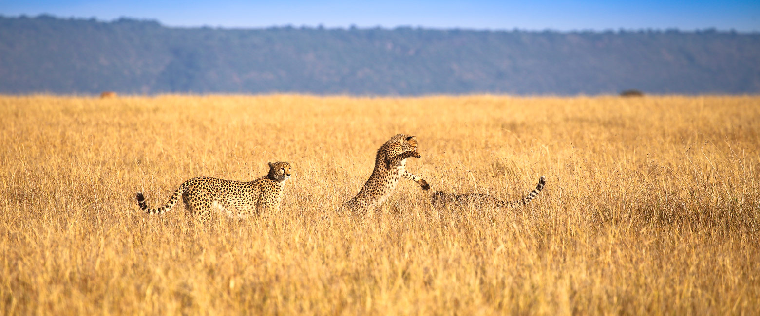 let us know your thoughts about Kenya and we will help you create the perfect safari