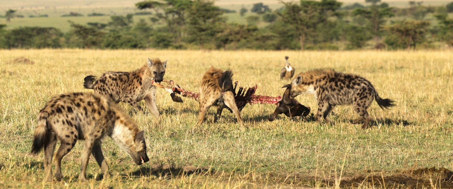 let us know your thoughts about Kenya and we will help you create the perfect safari