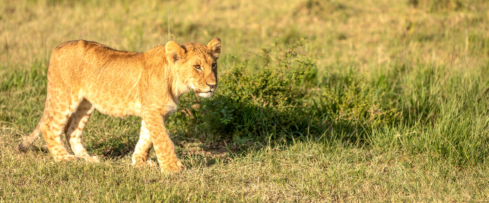 let us know your thoughts about Kenya and we will make sure to deliver the perfect safari 