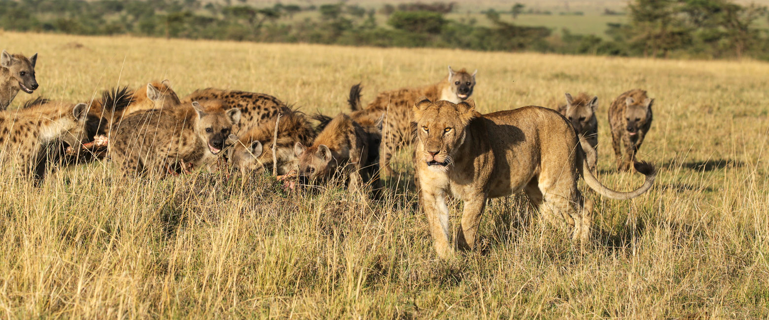 let us know your thoughts about Kenya and we will help you create the perfect safari