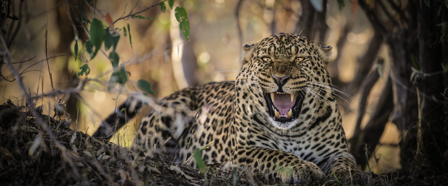 let us know your thoughts about Kenya and we will help you create the perfect safari 