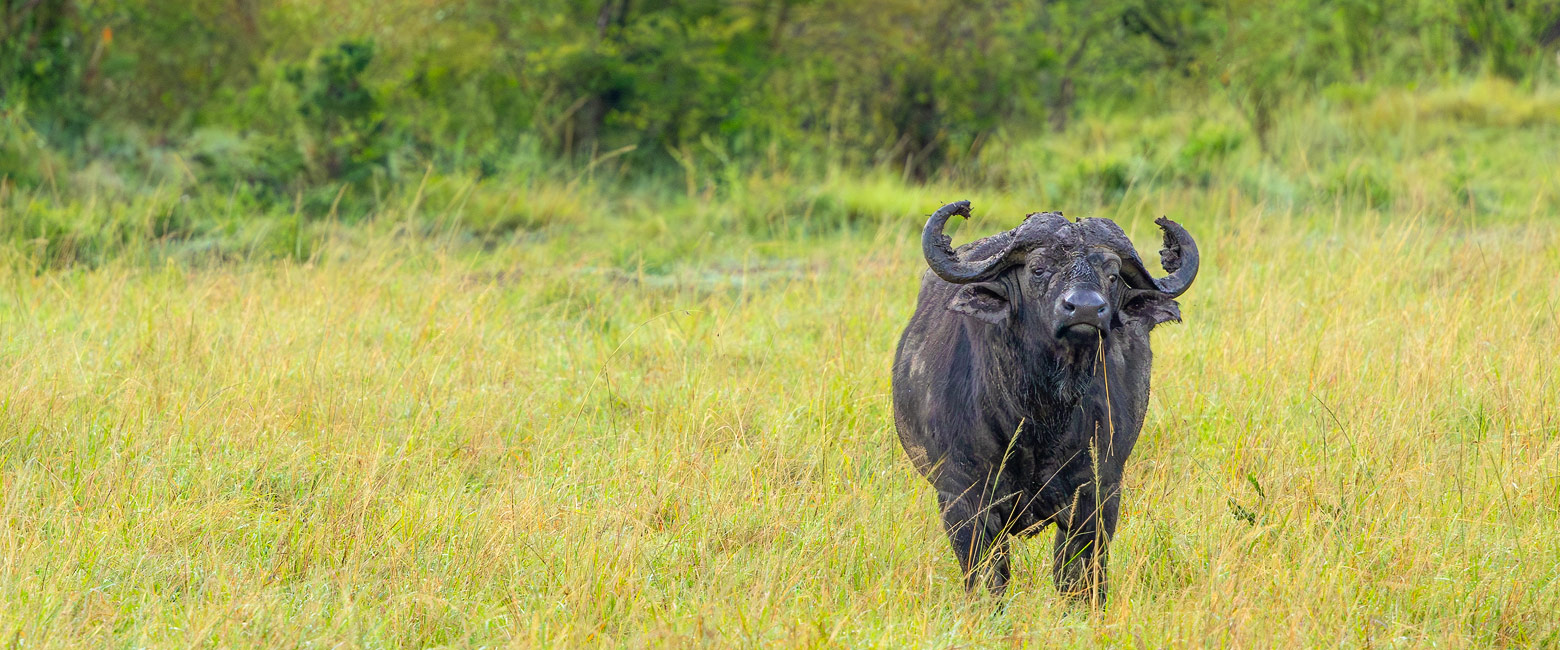 let us know your thoughts about Kenya and we will make sure to deliver the perfect safari 