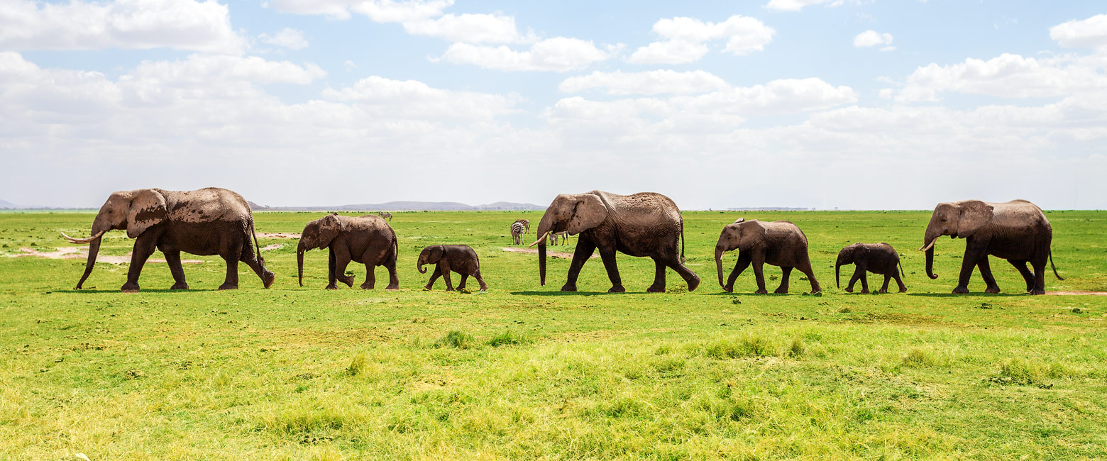 let us know your thoughts about Kenya and we will help you create the perfect safari 