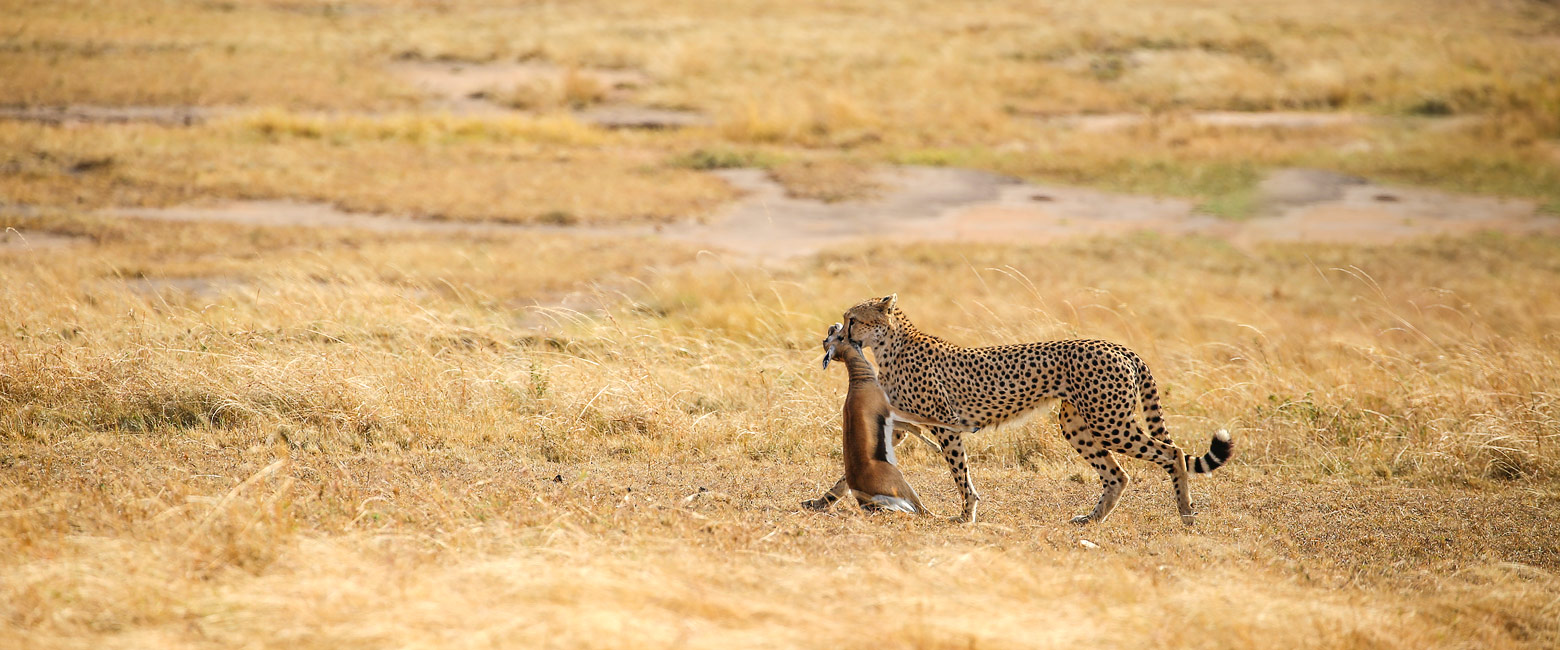 let us know your thoughts about Kenya and we will help you create the perfect safari 