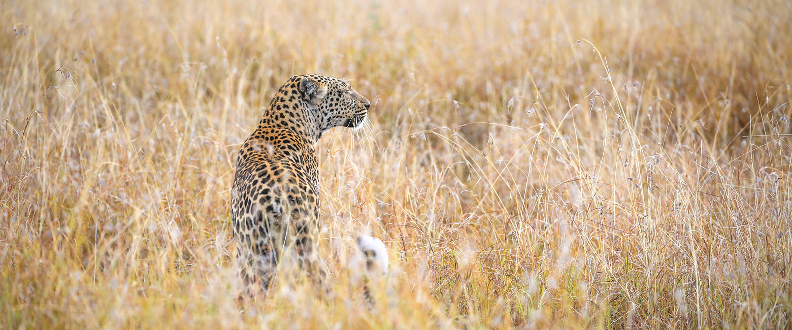 let us know your thoughts about Kenya and we will help you create the perfect safari 