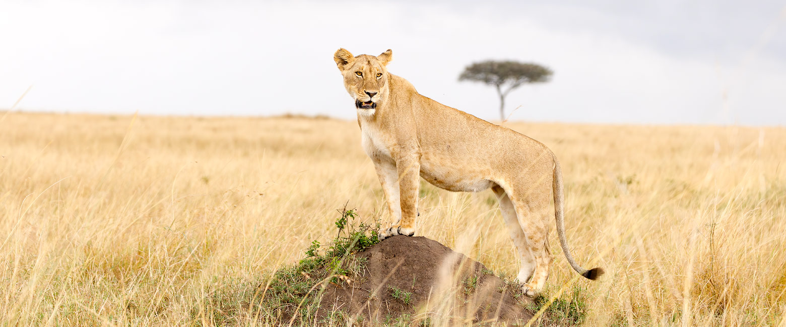 let us know your thoughts about Kenya and we will help you create the perfect safari 