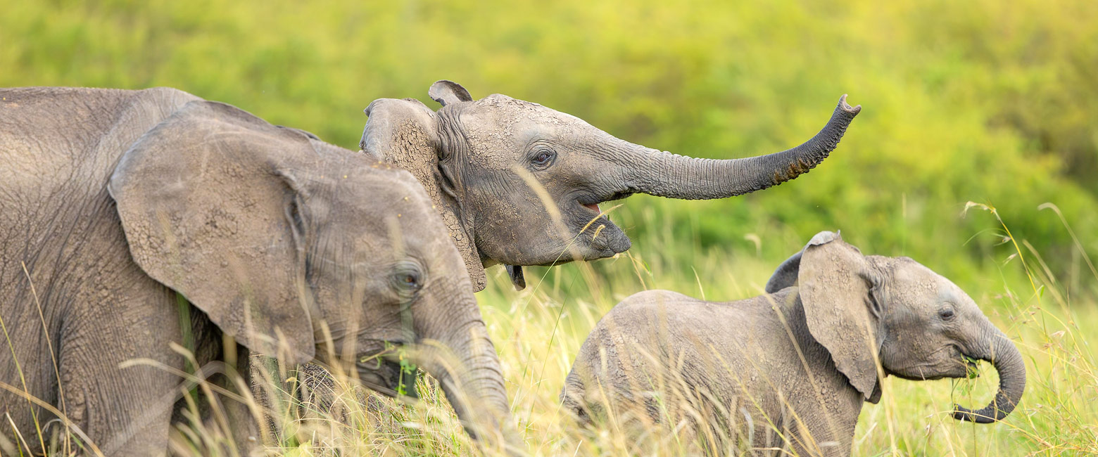 let us know your thoughts about Kenya and we will make sure to deliver the perfect safari 