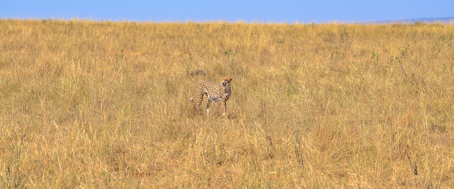 let us know your thoughts about Kenya and we will help you create the perfect safari 